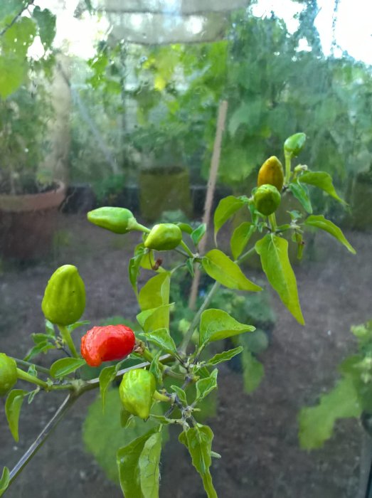 Chilipepparplanta med mogen röd chili och omogna gröna frukter, utomhus med suddiga växter i bakgrunden.