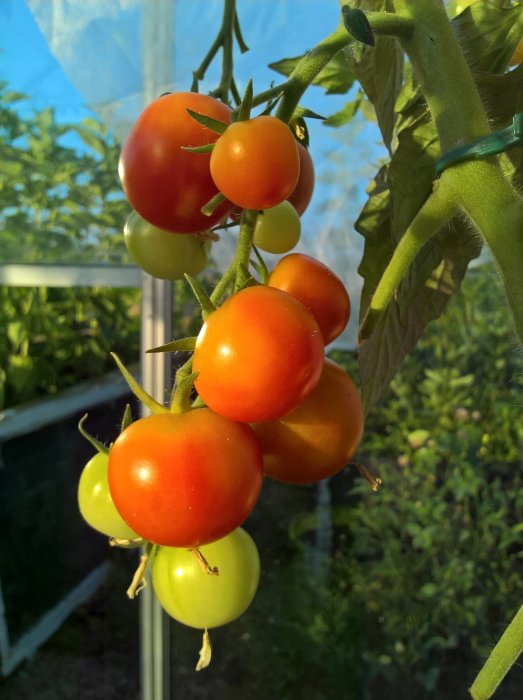 Mogna och omogna tomater på en planta i ett soldränkt växthus.