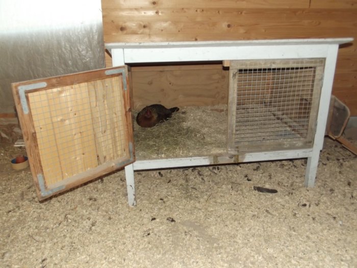 Ombyggd gammal kaninbur med öppen dörr och en höna inuti, använd som hönsboende på ett lantligt golv.