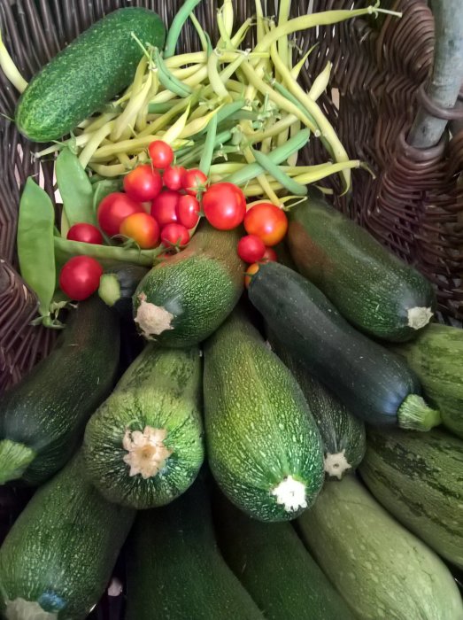 Flera gröna squashar dominerar bilden med några röda tomater och gula bönor i en korg.