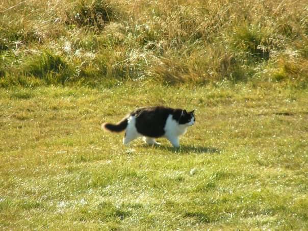 Svartvit katt som promenerar över en solig äng.