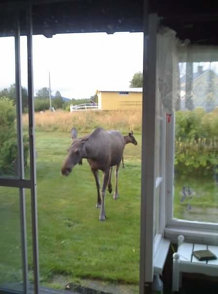 En älg ser in genom ett fönster från en grön gräsmatta utanför ett hus.