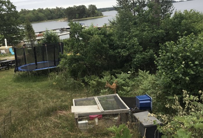 Rådjur i trädgård nära kaninbur och studsmatta med sjöutsikt i bakgrunden.