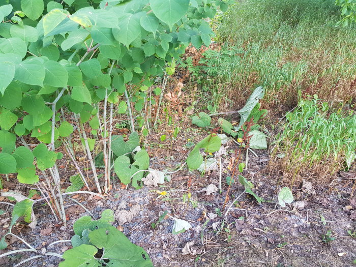 Torrt gräs och vissnande växter med några överlevande grönbladiga plantor i ett uttorkat landskap.