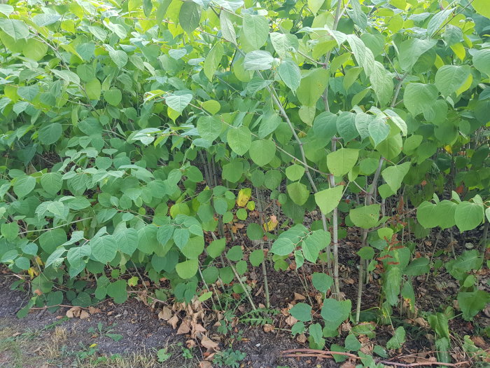 Torrt område med vissnande parkslideväxter, där några gräs och större blad ser uttorkade ut i förgrunden.