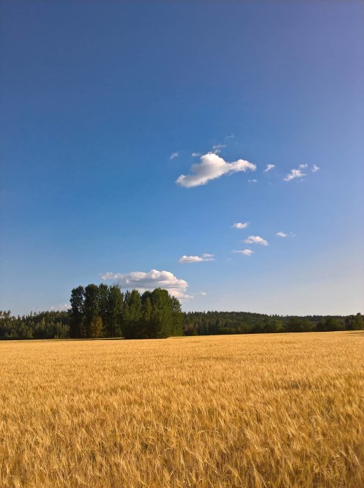 Sommartid landskap med gyllene veteåker och klarblå himmel med några vita moln.
