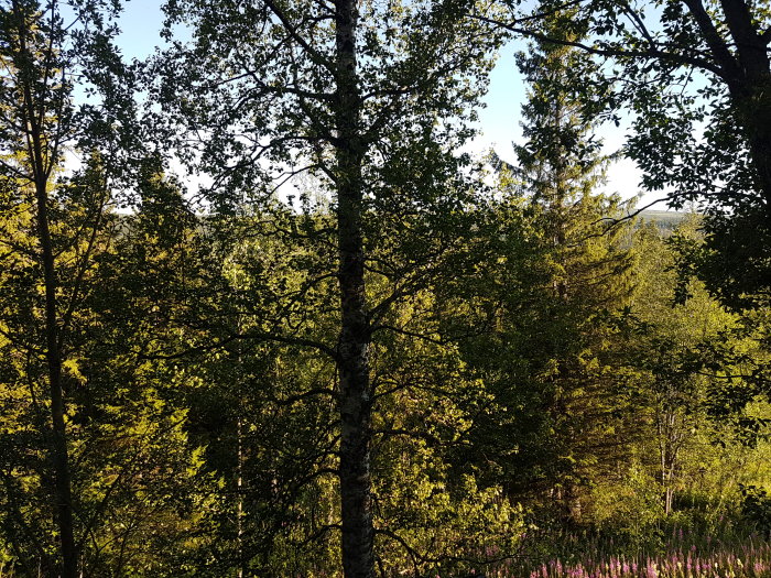 Utsikten från en fjällstuga, täta gröna träd och några blommande växter i förgrunden.