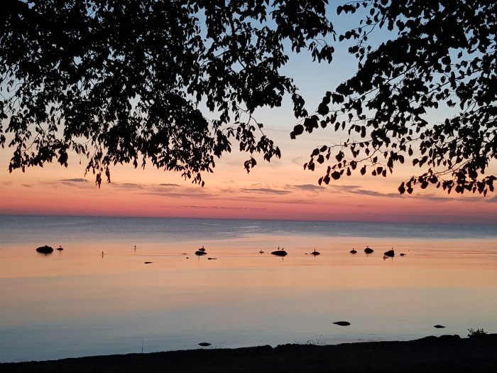 Solnedgång vid Visby kust med silhuetter av träd och båtar på det lugna vattnet.