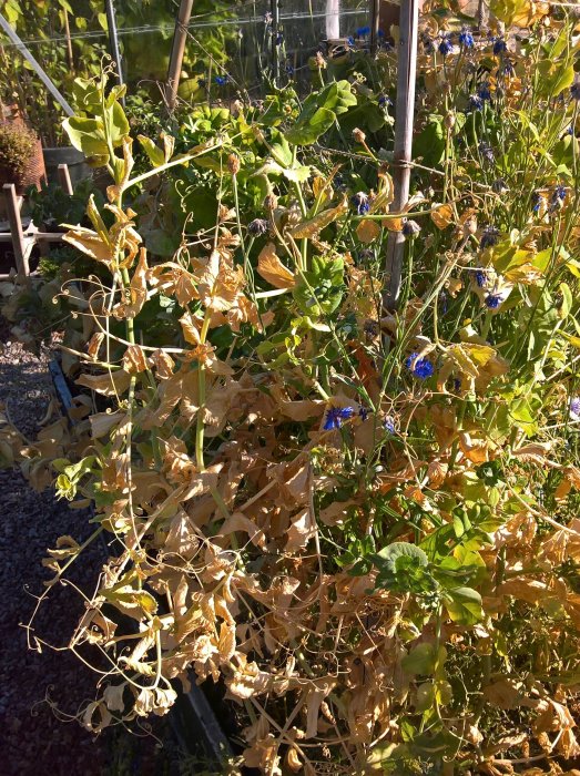 Trädgårdsland med övermogna bönor och klätterstöd, gröna växter, och enstaka blommande kornblommor.