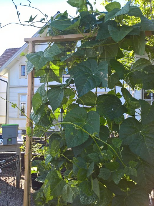 Högväxande bönväxter klättrar på en träspaljé i en lummig trädgård med ett vitt hus i bakgrunden.