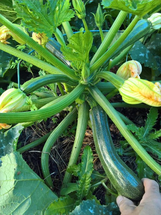 Hand som håller en mogen squash på en frodig planta med blommor och unga frukter.