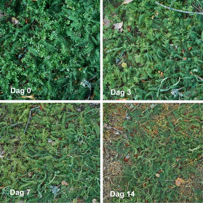 En serie bilder som visar förvandlingen av gräsmattan med olika dagars intervall: Dag 0, 3, 7 och 14 efter behandling mot ogräs.