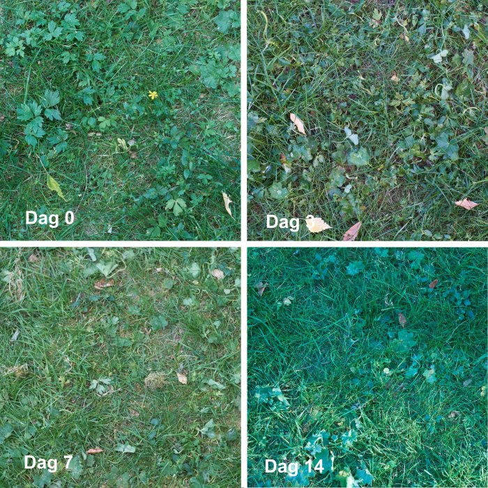 Fyra bilder som visar gräsmattans förändringar över 14 dagar efter ogräsbehandling, med avtagande ogräs och grönnare gräs.