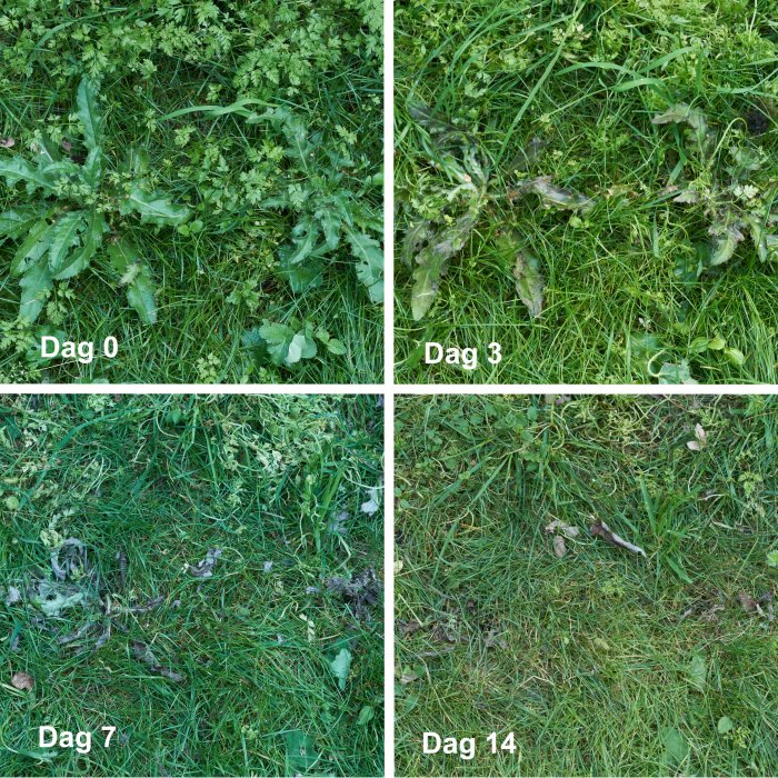 Fyra bilder som visar stegvis förvandling av en behandlad gräsmatta över två veckor, från dag 0 till dag 14.