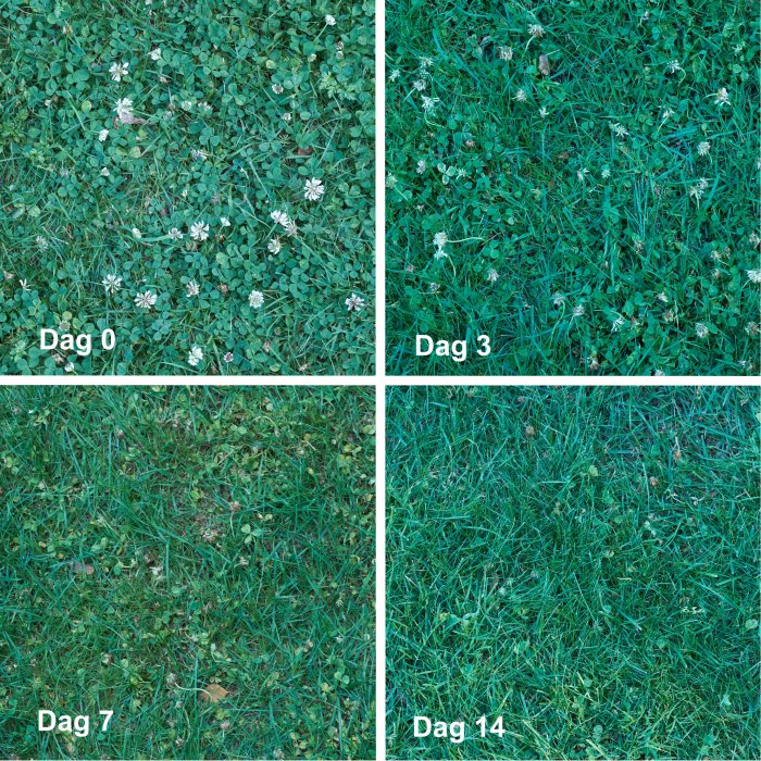 Fyra bilder visar gräsmattans utveckling över två veckor efter behandling, med minskning av ogräs från 'Dag 0' till 'Dag 14'.