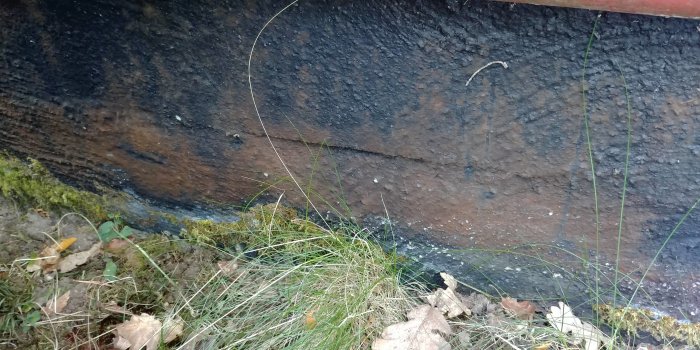 Brun påväxt på en grundmur med mossa nära jordytan, mestadels i skugga.