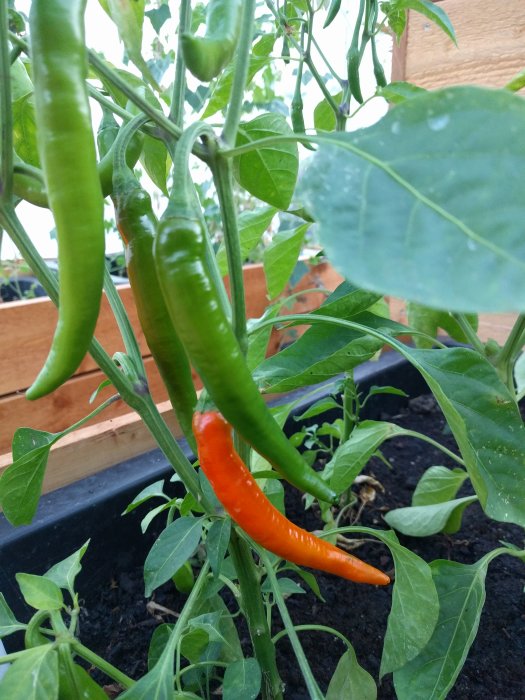 Gröna chiliplantor med en mogen orange chili i en planteringslåda.