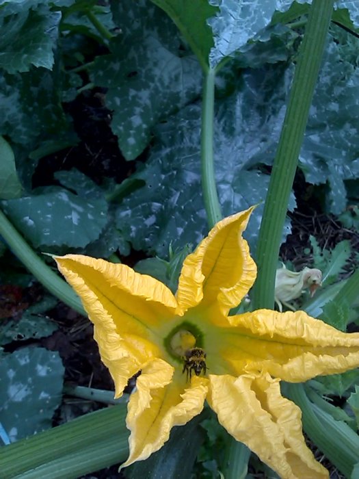 Humla på en gul squashblomma i en trädgård.