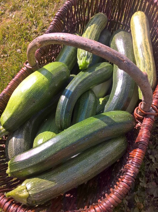 Korg fylld med nyinkörd grön och gul squash i solsken på gräsmatta.