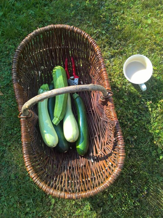 Korg med nyinkörd squash och sekateurer vid sidan av en vit mugg på gräsmatta.