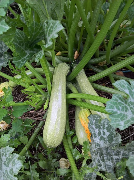 Mogna squash på planta med gröna blad och gula blommor i trädgårdsland.