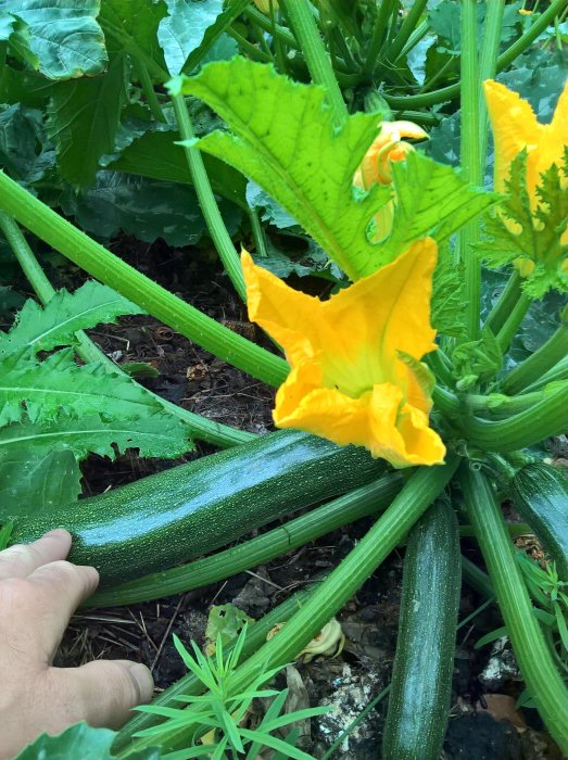 Hand som plockar en mogen squash bland gröna blad och gula blommor i en trädgårdsland.