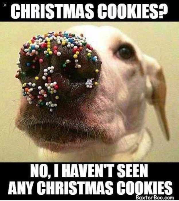 Hundnos täckt av färgglada strösselkulor, med texten "Christmas Cookies? No, I haven't seen any Christmas cookies".