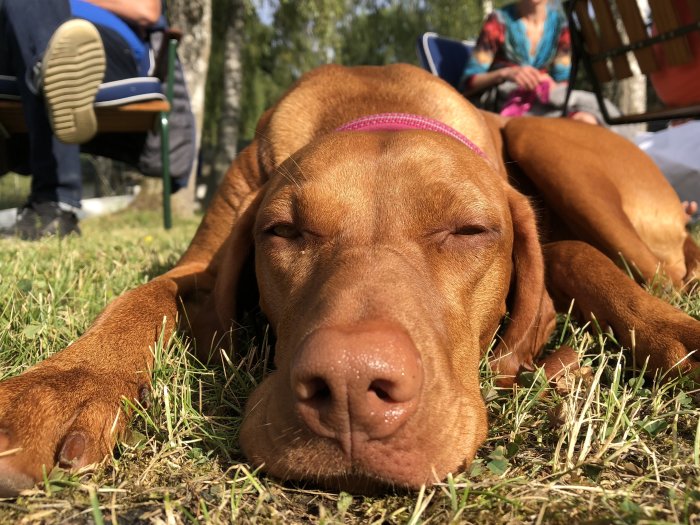 Hund med kort päls solar på gräset med stängda ögon, medan oidentifierbara människor sitter i bakgrunden.