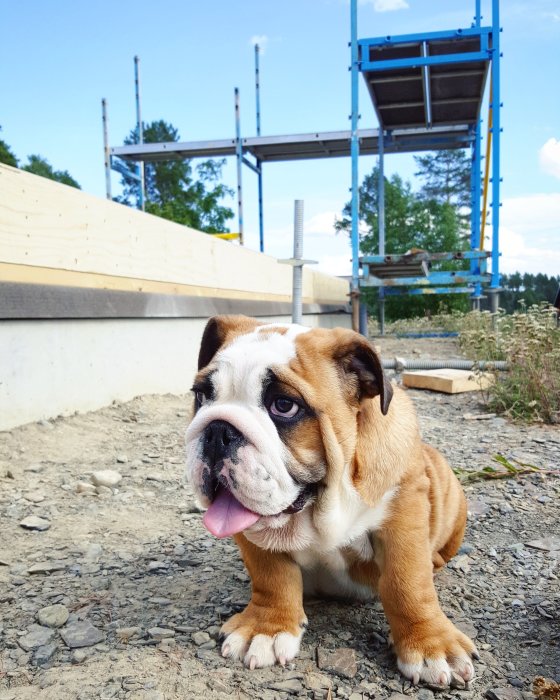 14 veckor gammal engelsk bulldog sitter framför byggnadsställningen av ett lösvirkeshus.