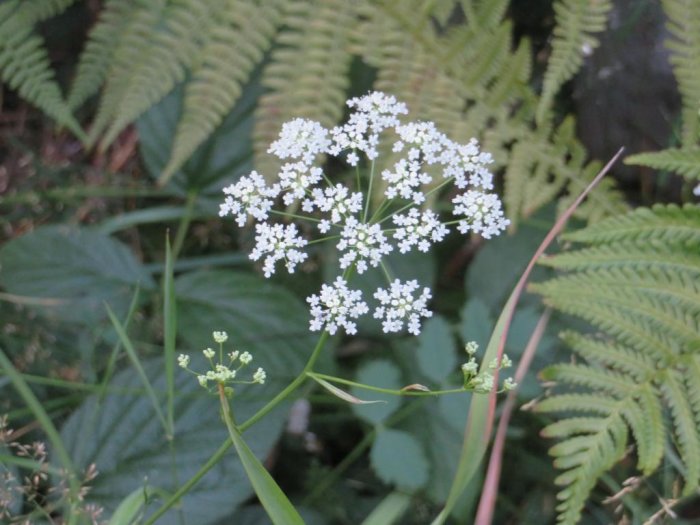 Vit blomma i förgrunden med ormbunksblad och gröna växter i bakgrunden.