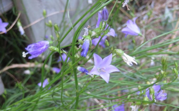 Blommor med lila klockformade blomblad och gröna blad, några blommor i förgrunden är i fokus.