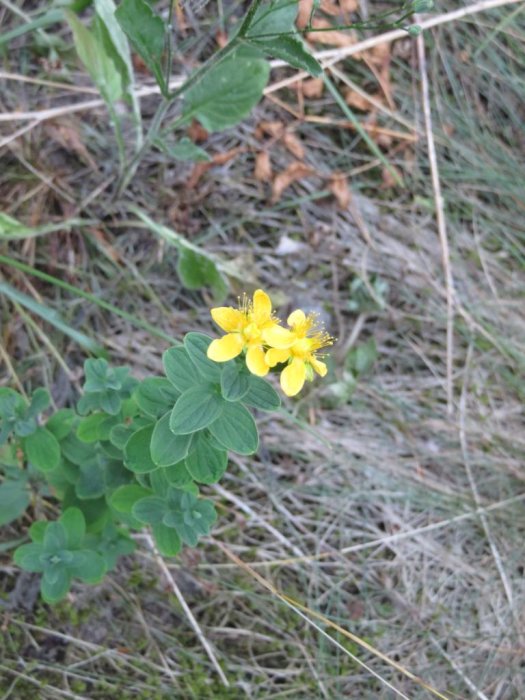 Gula vildblommor i förgrunden med gröna blad mot en bakgrund av torrt gräs.