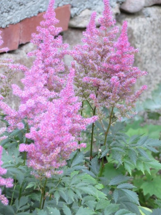 Ljusrosa blommande perenner framför en stenmur med mossa.