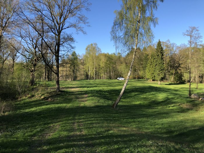 Grön gräsmatta med träd, vänstersväng vid cypress nära en grusväg med vit bil i bakgrunden.