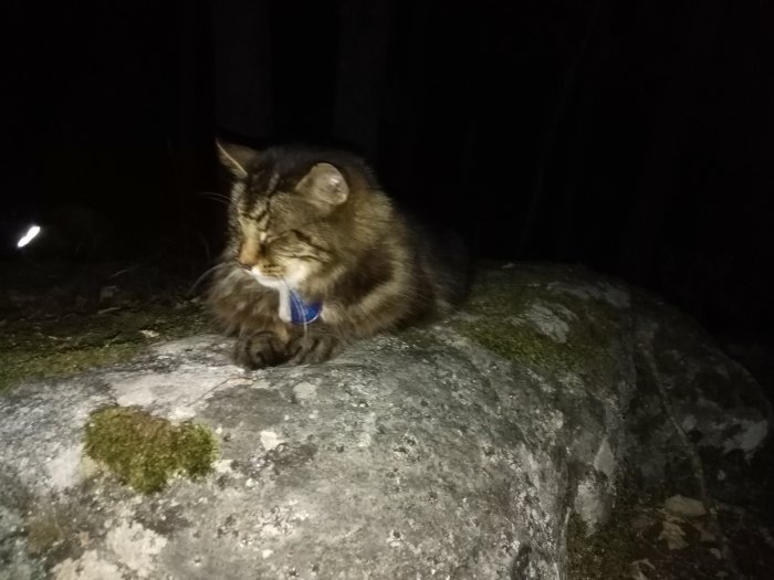 En katt med halsband sitter på en mossaöverdragen sten i dunkel belysning, vilket ger ett mystiskt intryck.