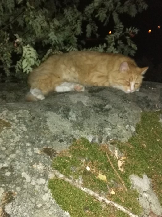 Rödaktig katt som ligger på en sten med mörk bakgrund och växter.