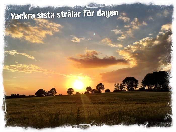 Solnedgång över fält med silhuetter av träd och dramatisk molnig himmel. Text i bild: "Vackra sista strålar för dagen".