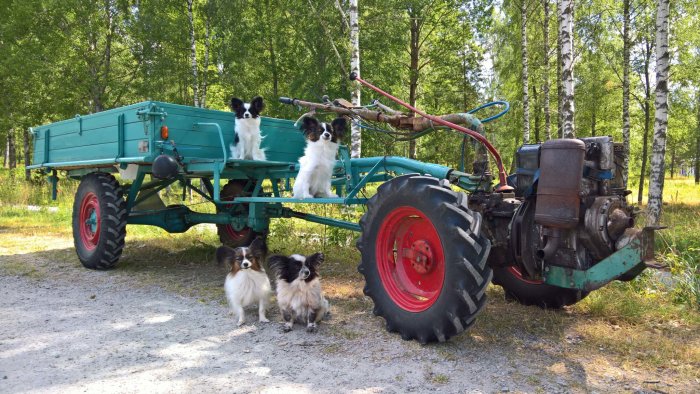 Tre hundar poserar framför en gammal traktor kopplad till en grön vagn i en skogsglänta.