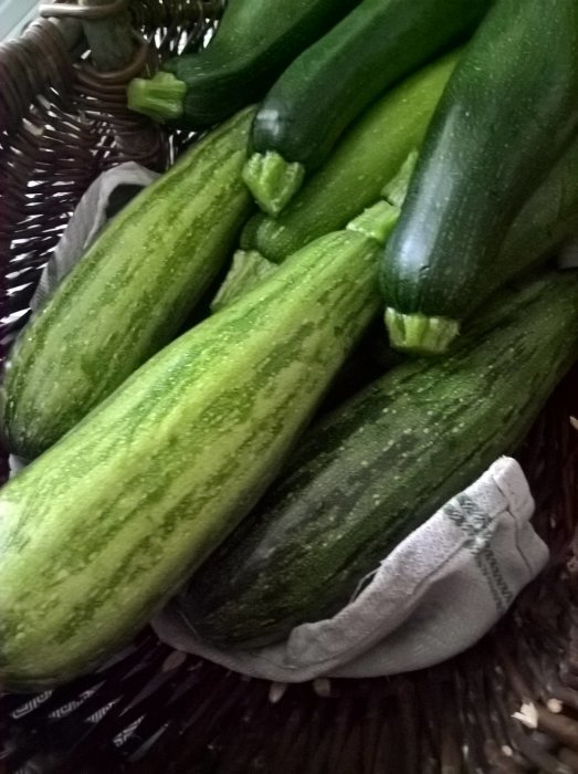 En korg fylld med nyss plockade gröna zucchini.
