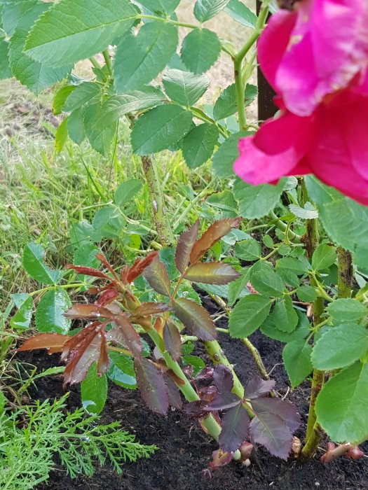 Unga skott på en rosenbuske med gröna och rödaktiga blad, oskärpa av rosa ros i förgrunden.