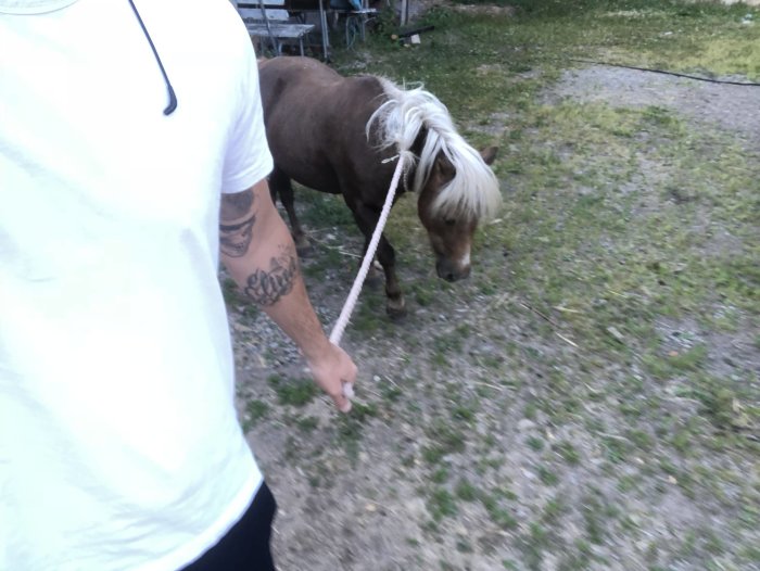 Man i vit t-shirt och tatuering leder en liten häst på grusväg, som del av familjeutflykt.