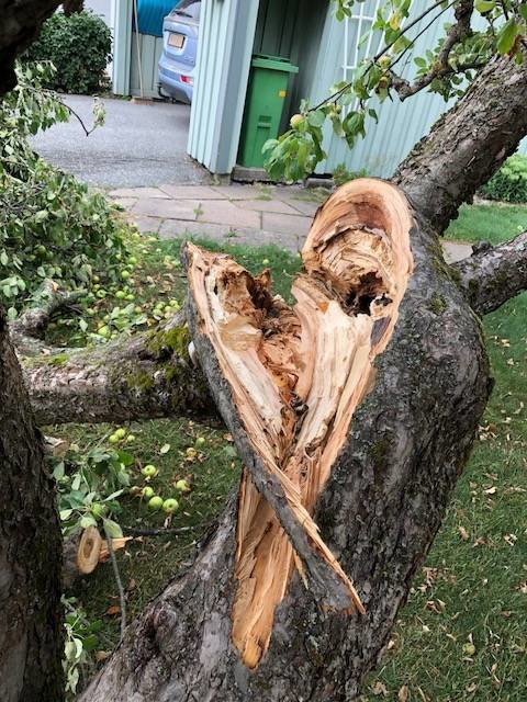 Äldre äppleträd med en stor avbruten gren som visar tecken på skada och inre förruttnelse.