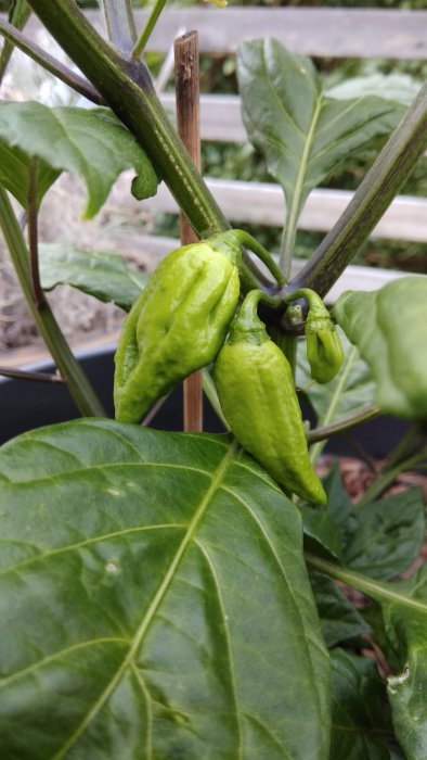 Unge chiliplantor växer på en planta, omgivna av gröna blad och stödpinnar.