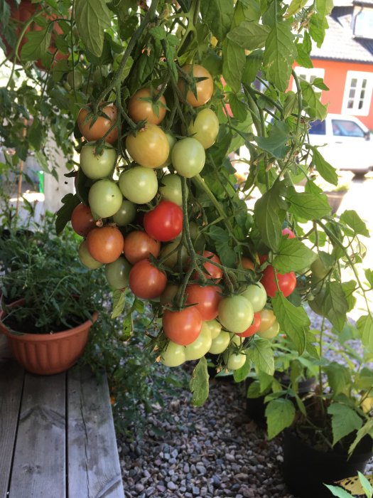 Tomatklase med omogna och mogna tomater i olika nyanser av grönt och rött hänger från en ampel.