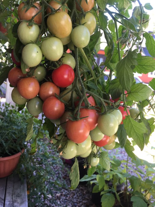Klasar av tomater med varierande mognadsgrader hängandes på en planta.