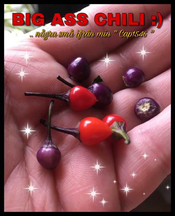 Hand håller små röda och lila chilifrukter med texten "BIG ASS CHILI" och stjärneffekter.