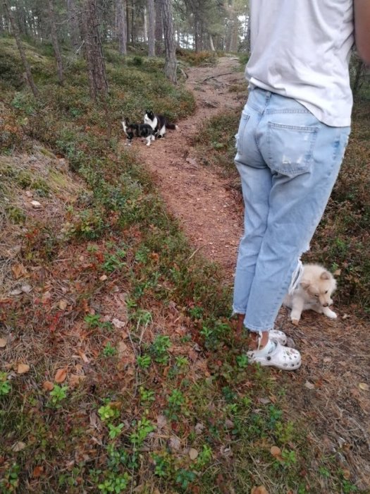 En person som går med sin hund och katter i skogen på en stig.