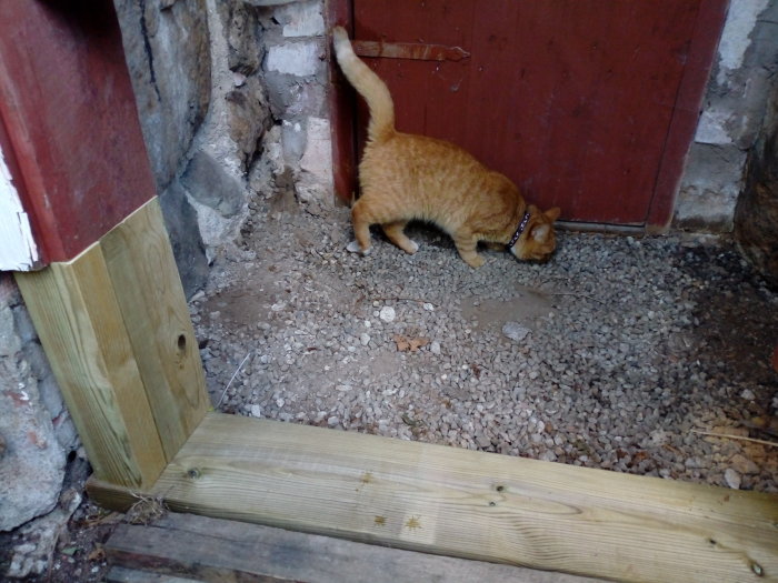 Orange katt vid byggarbetsplats med nytt gångjärnsbeslag och bortsågad träbit.