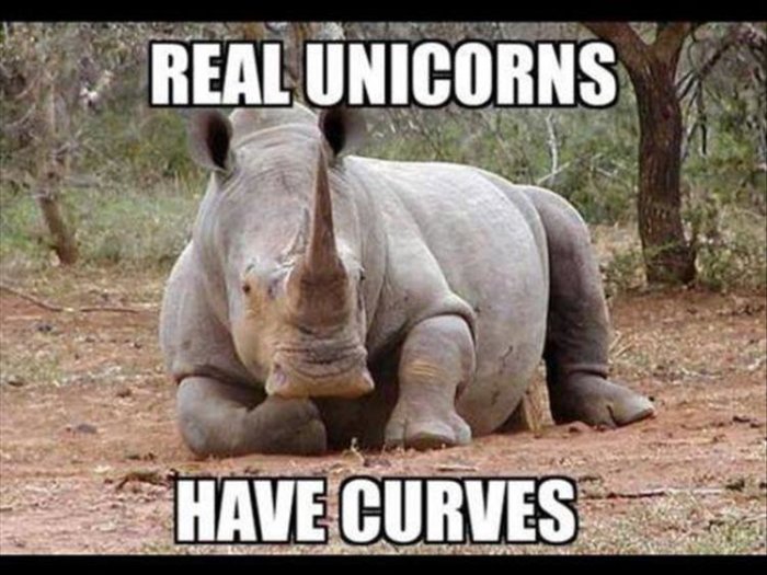 Noshörning ligger på marken med texten "REAL UNICORNS HAVE CURVES" överlagrad.