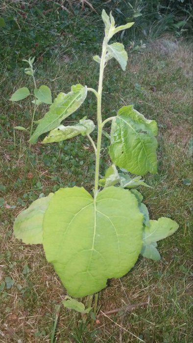 Ung planta med stora gröna blad på en gräsmatta, eventuellt invasiv, söker identifiering och borttagningstips.